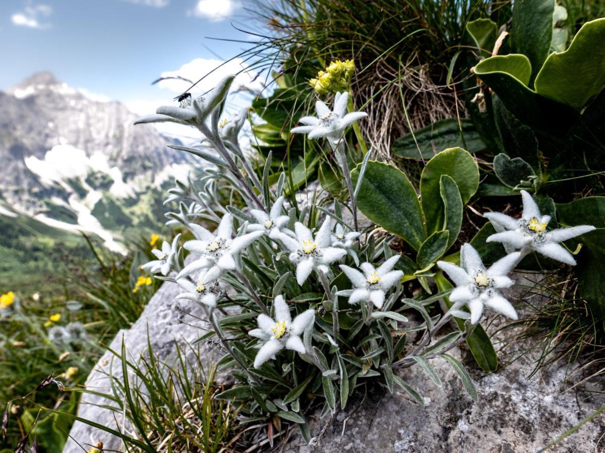 Alpengasthof&Alpencafé Eng Hinterriss Exterior foto
